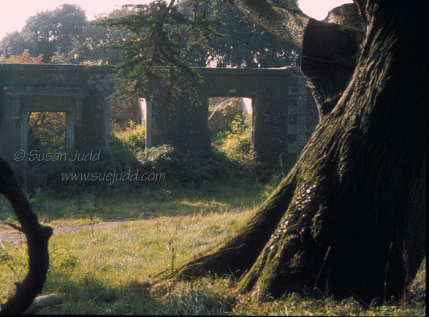 Tyneham rectory, overgrown in 1991