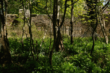 Tyneham Rectory cottages seen through the trees