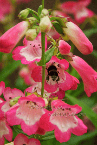 Bee deep in Penstemmon